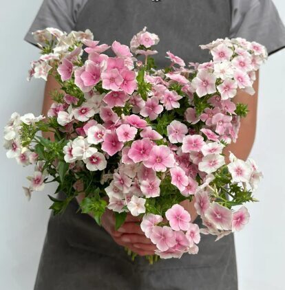 Vasaras floksis 'Blushing Bride'